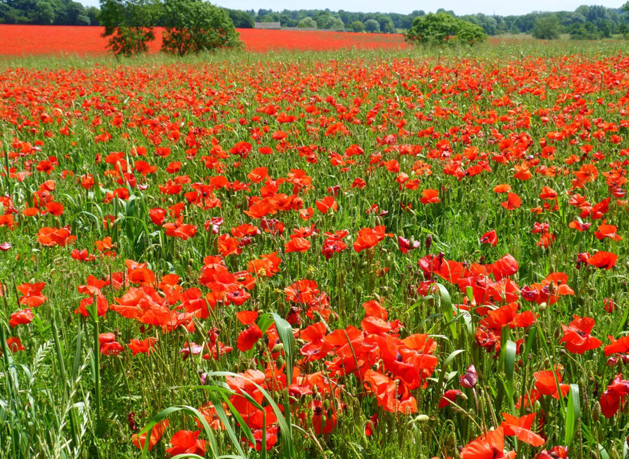 Red poppy field in the Cotswolds countryside during summer, showcasing the region’s seasonal wildflowers and rural landscapes