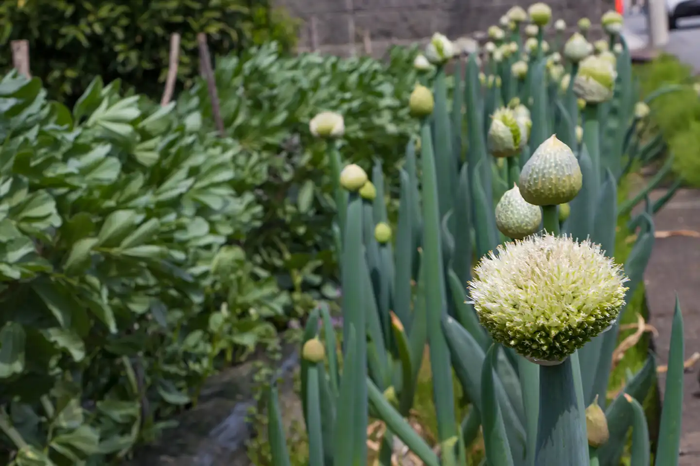 Decorative leeks and tall green stems in a Cotswolds kitchen garden border