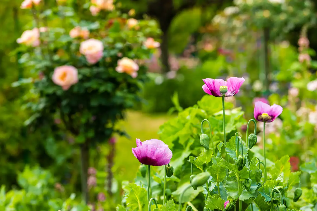 Pink blooms in a summer garden at Highgrove Gardens in the Cotswolds